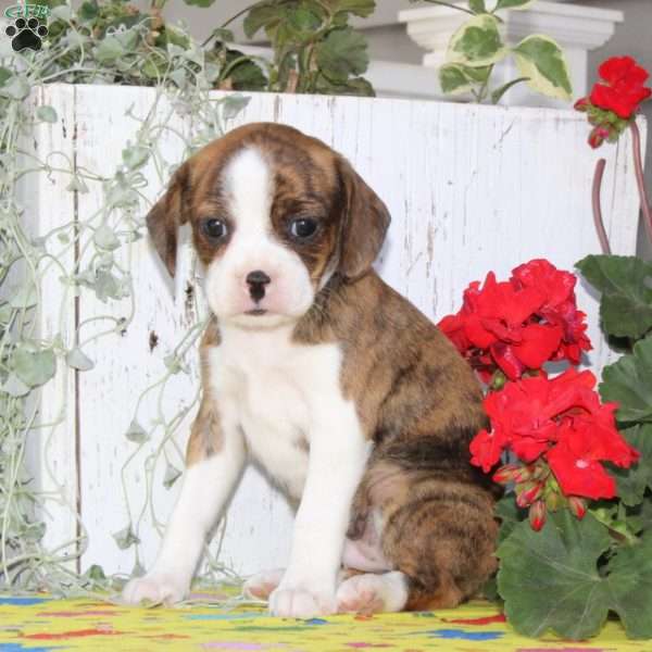 Almond Joy, Boston Terrier Mix Puppy